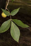 Shagbark hickory